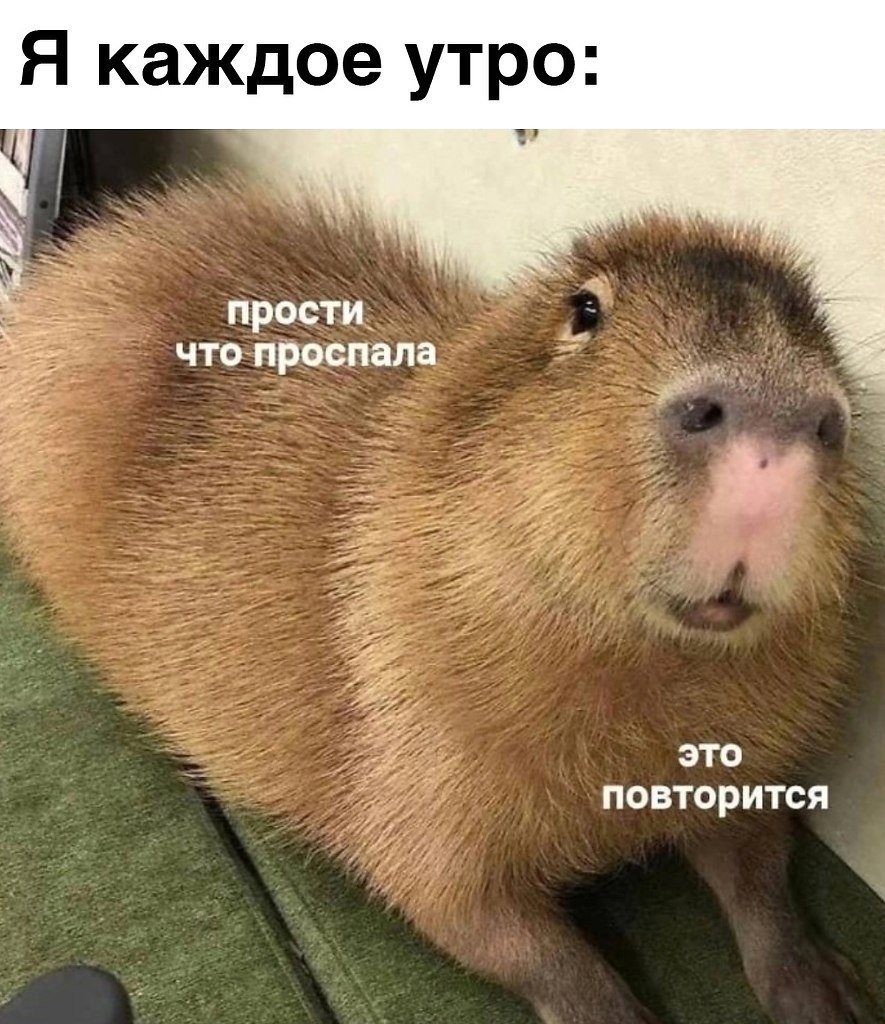 Шутки про капибар