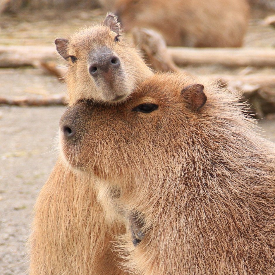 Хлебная капибара