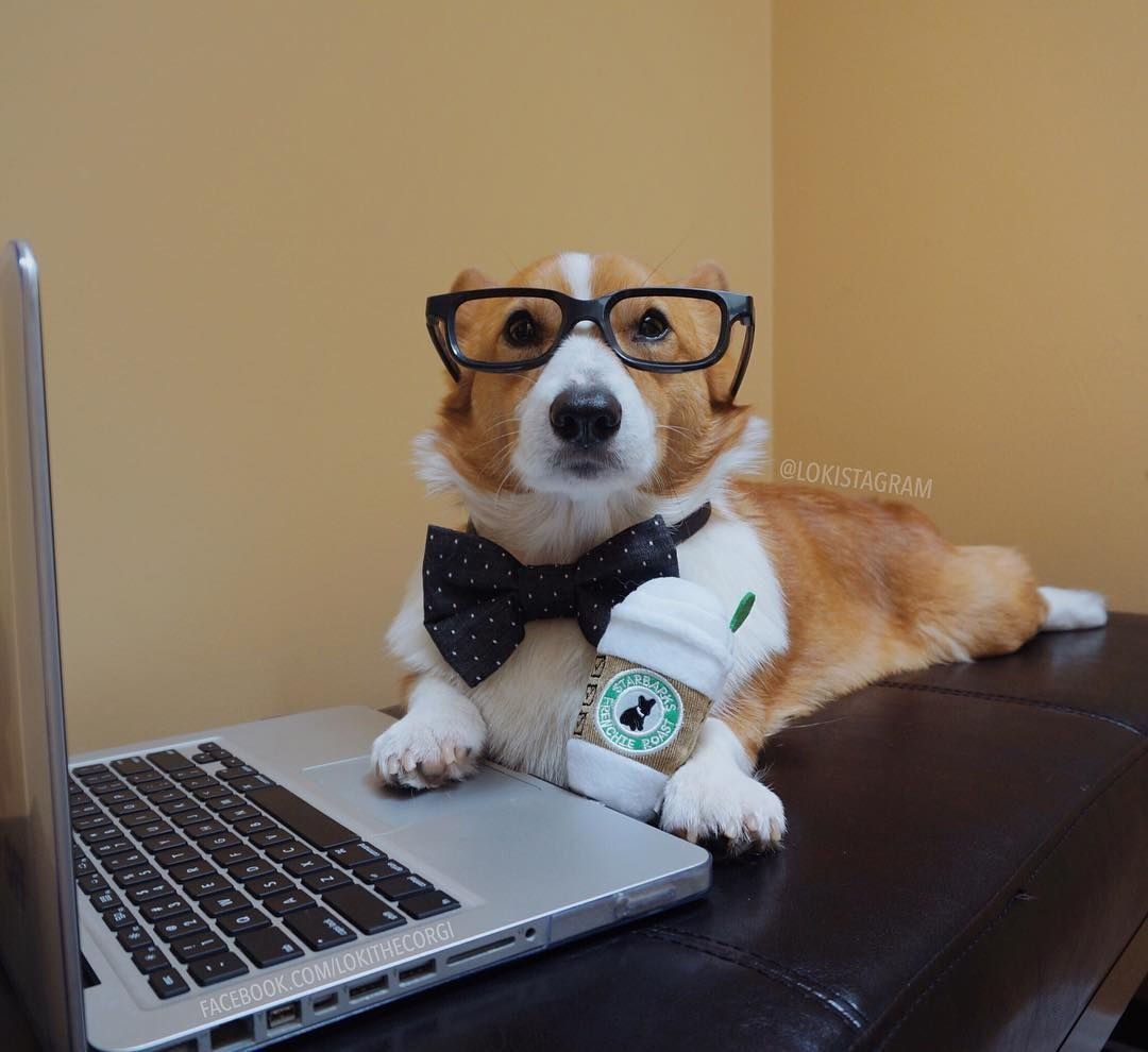 Умный корги