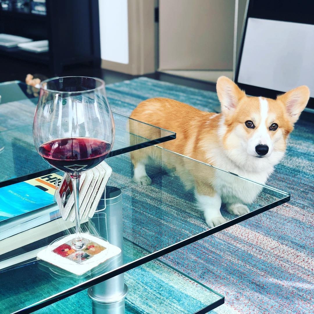 Корги хоккеист