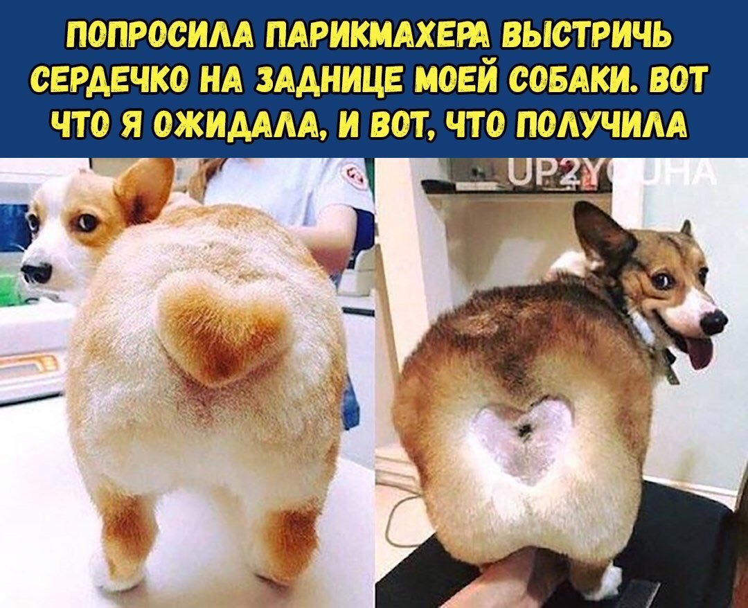 Корги сердечко на попе ожидание и реальность
