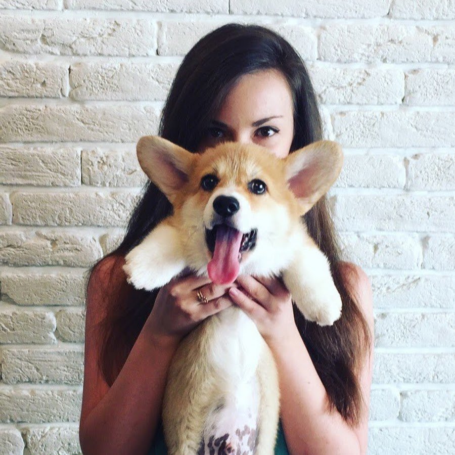 Вельш корги с человеком