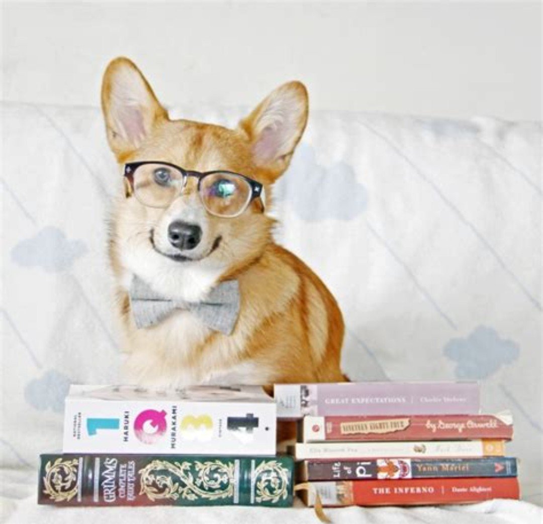 Корги учитель