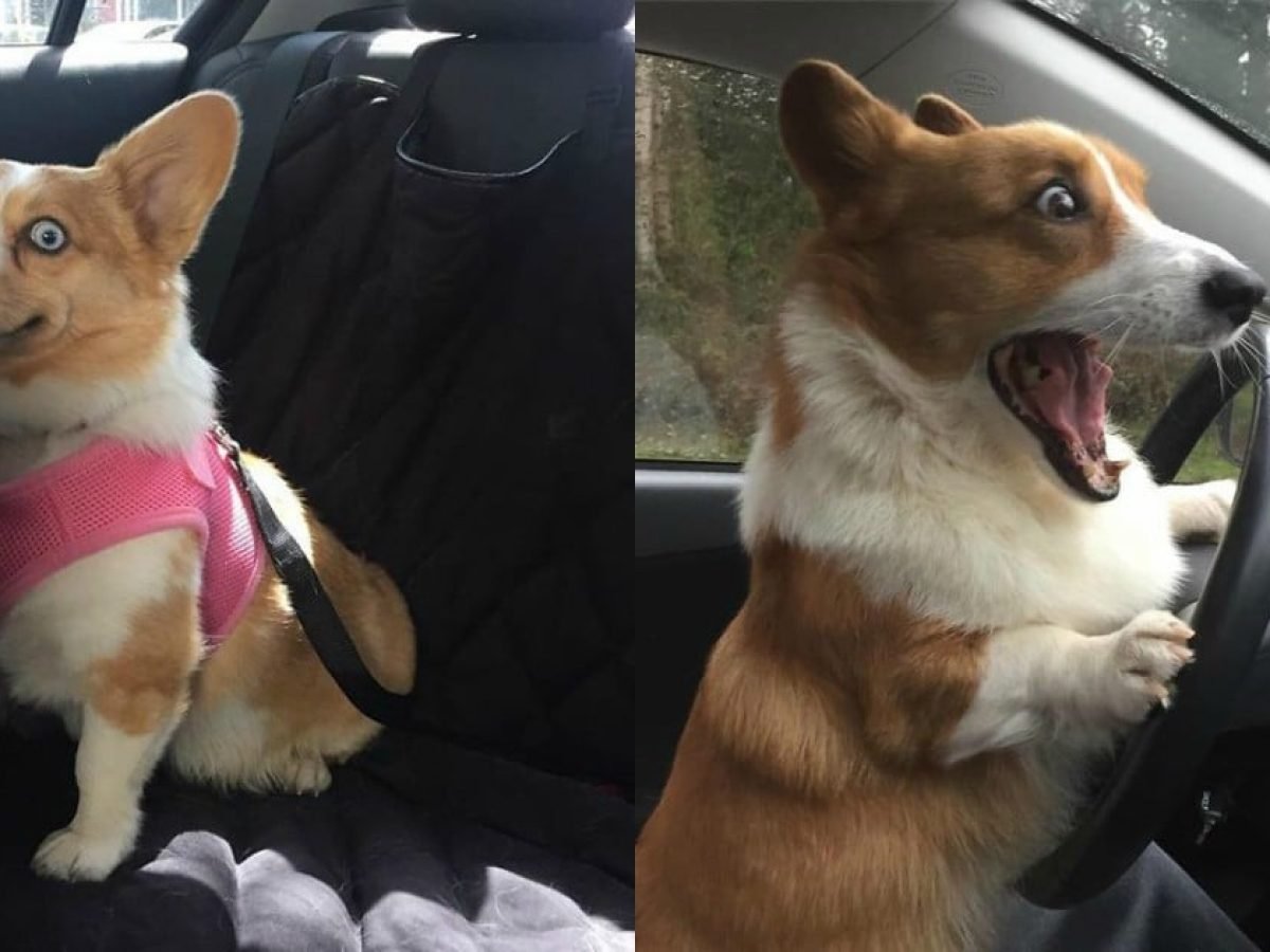 Тупой корги