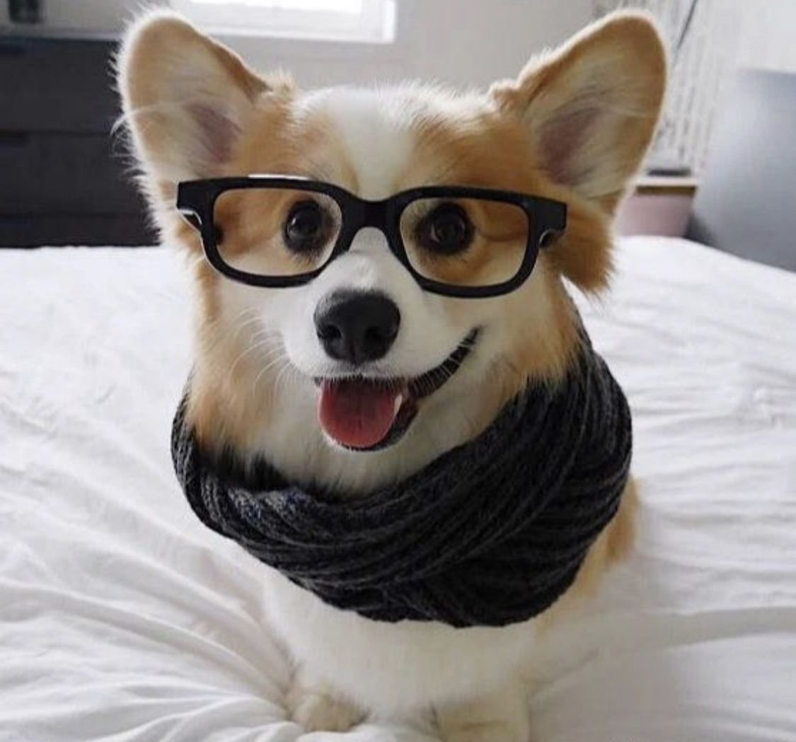 Собака в очках