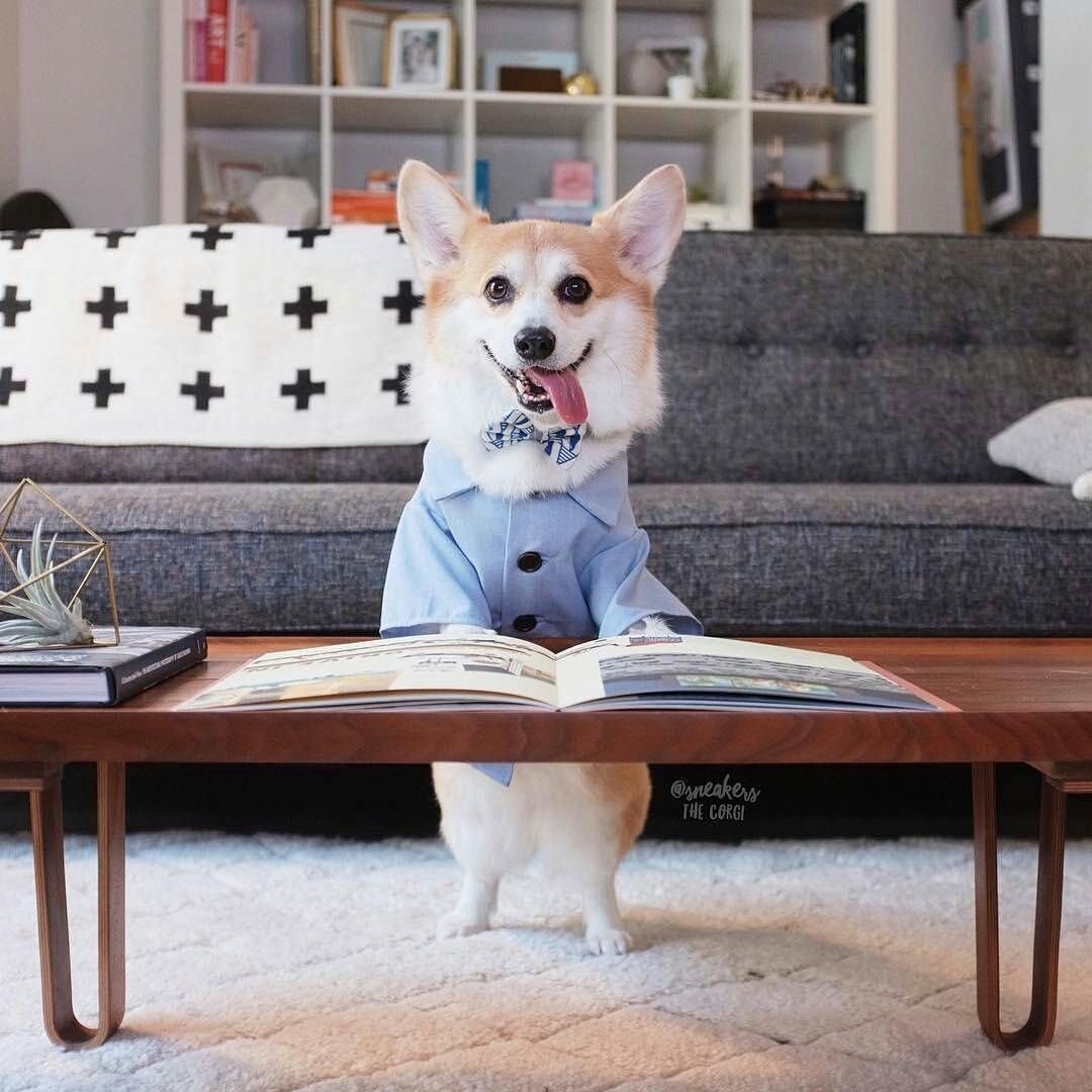 Деловой корги