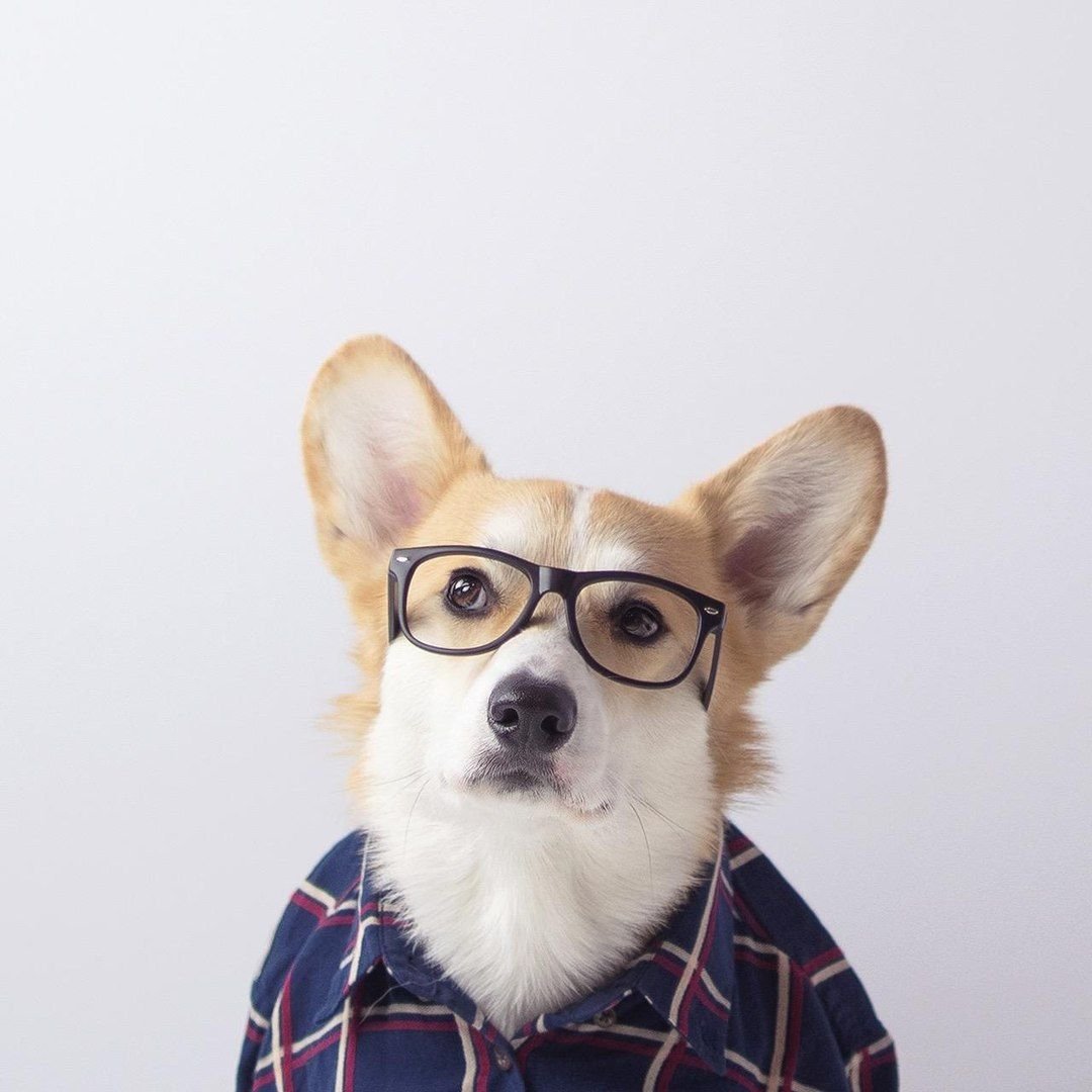 Корги ученый