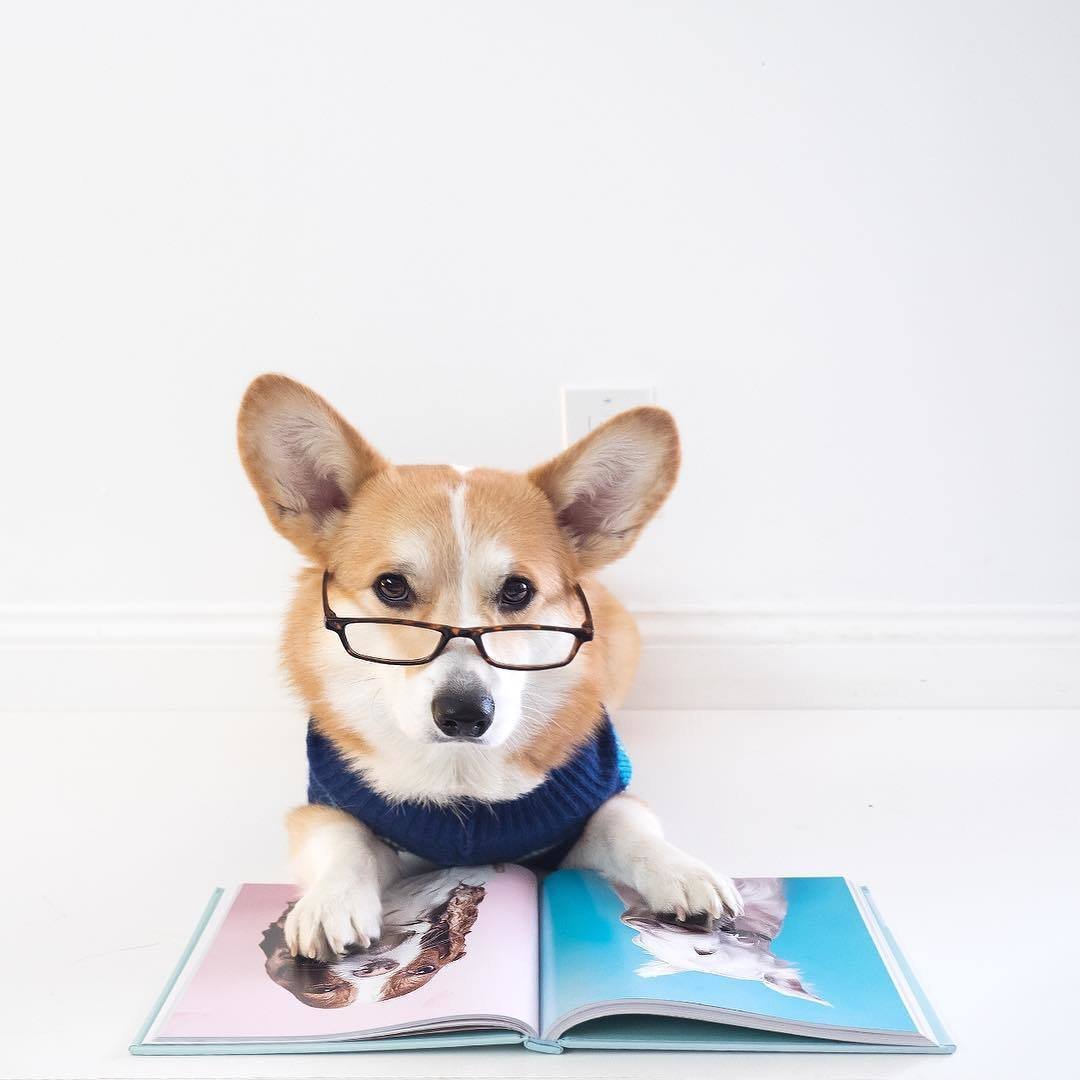 Умный корги