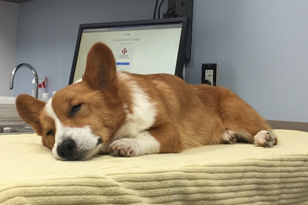 Корги болеет