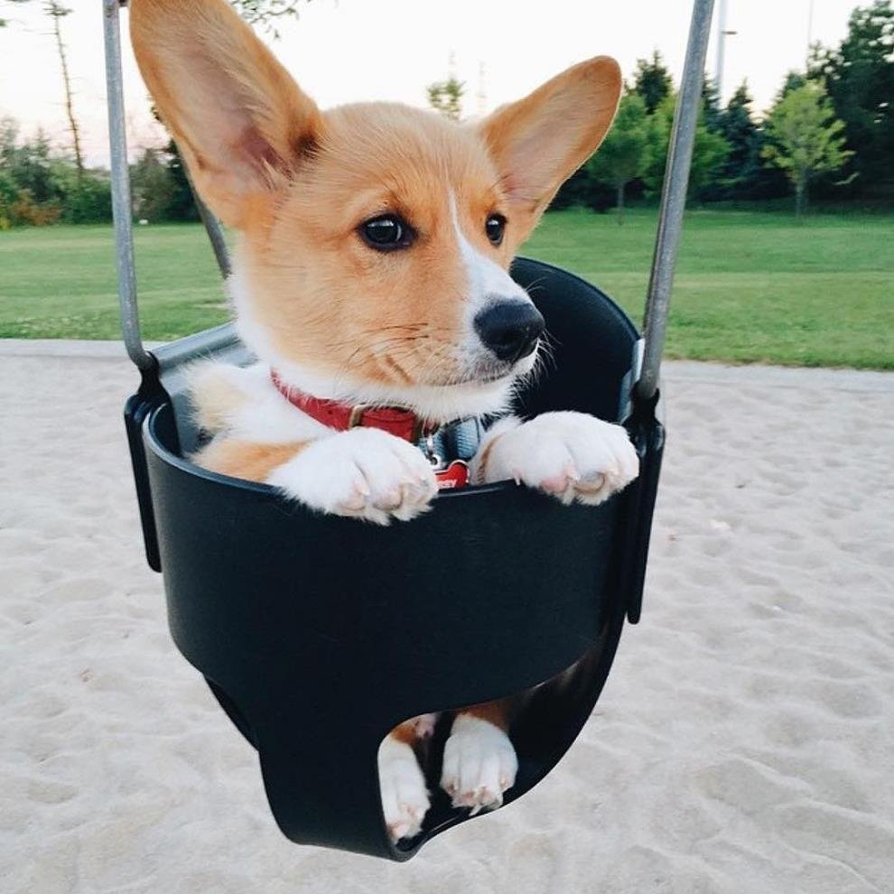 Смешные стрижки для корги