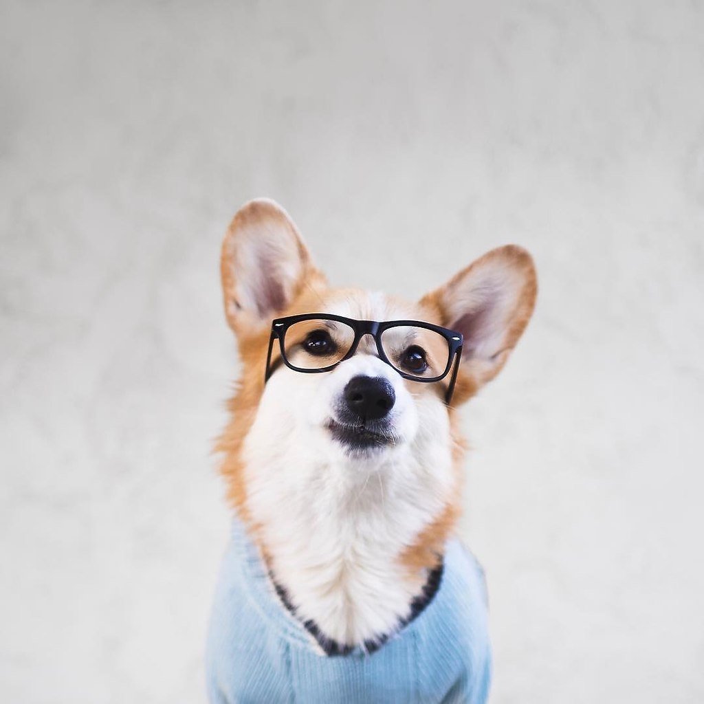 Корги на аву