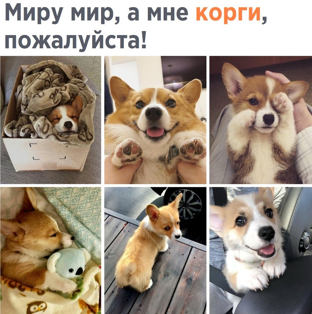 Корги приколы с надписями