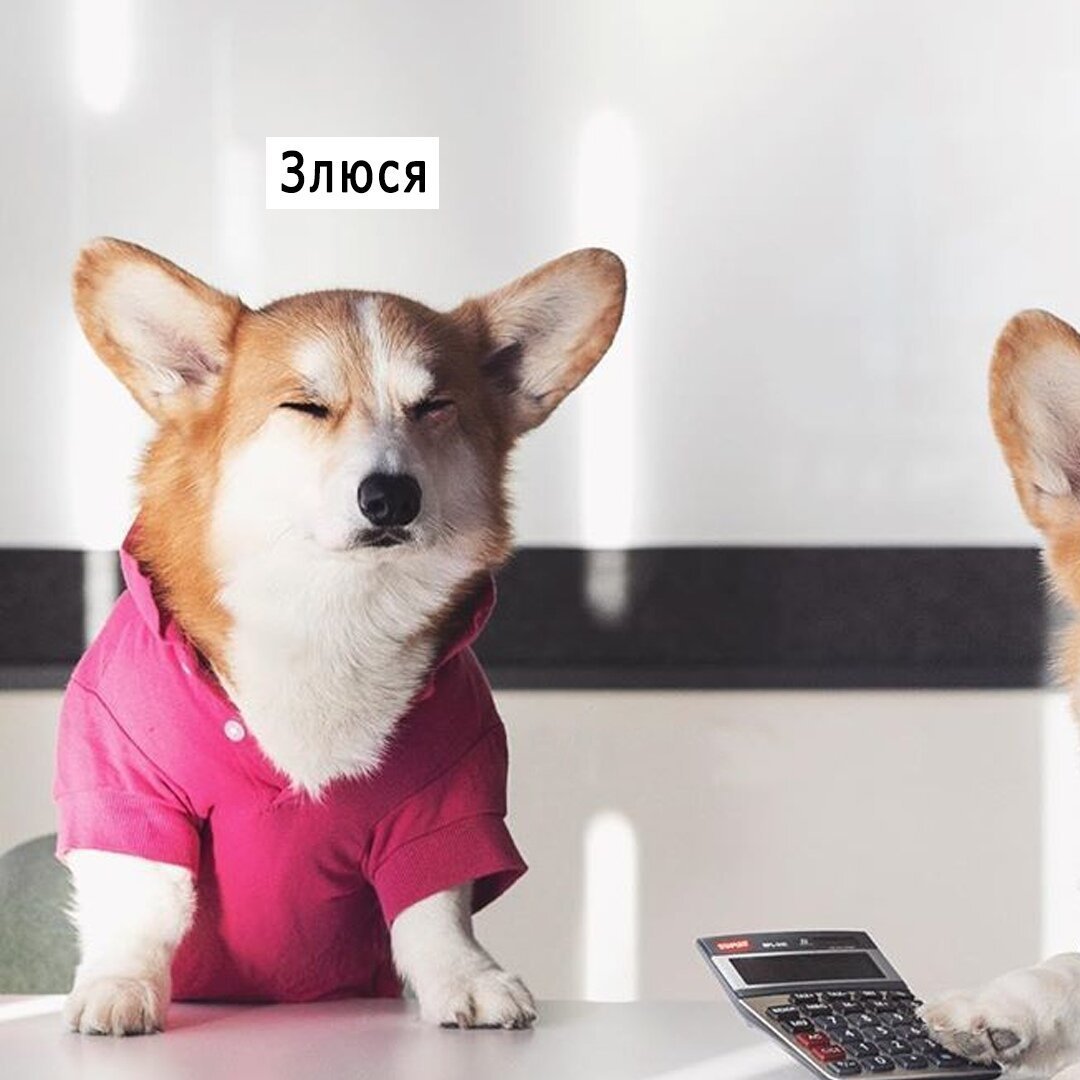 Злюся корги