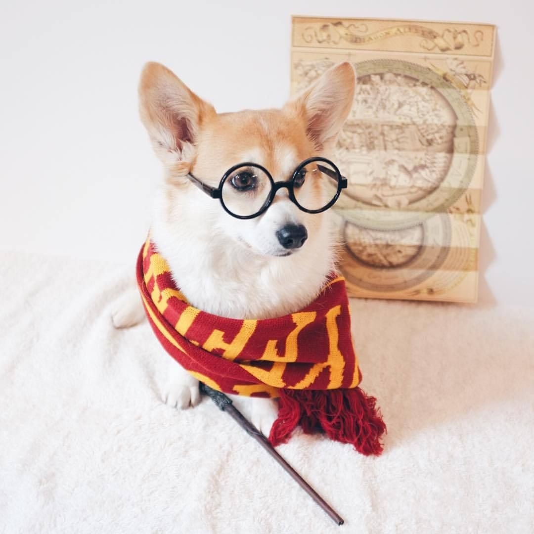 Корги в шарфе