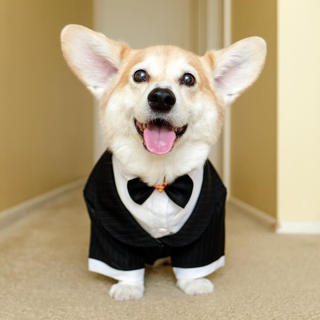 Костюмы для вельш корги пемброк