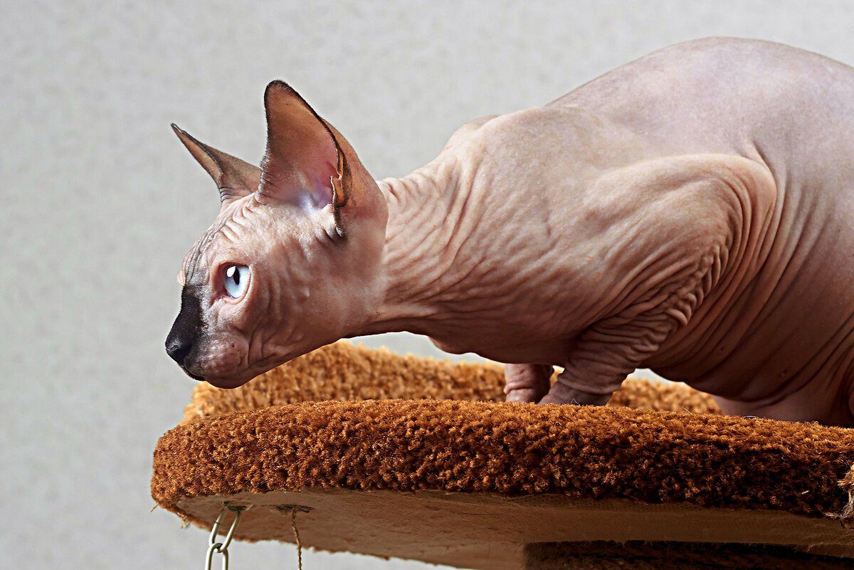 Сфинкс в полотенце