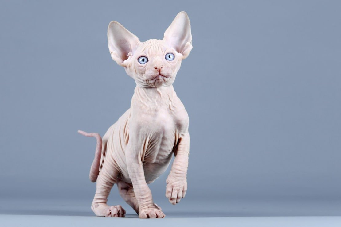 Сфинкс белый котенок