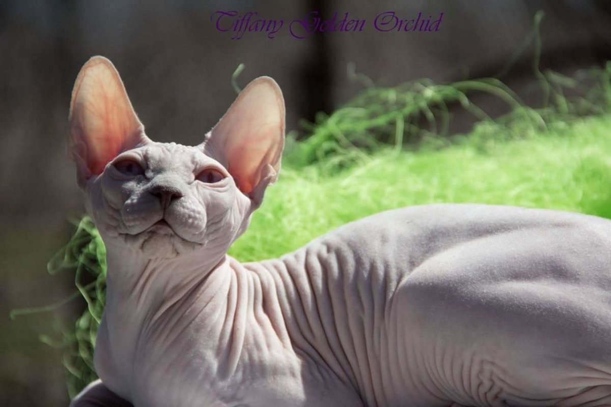 Лиловый табби сфинкс