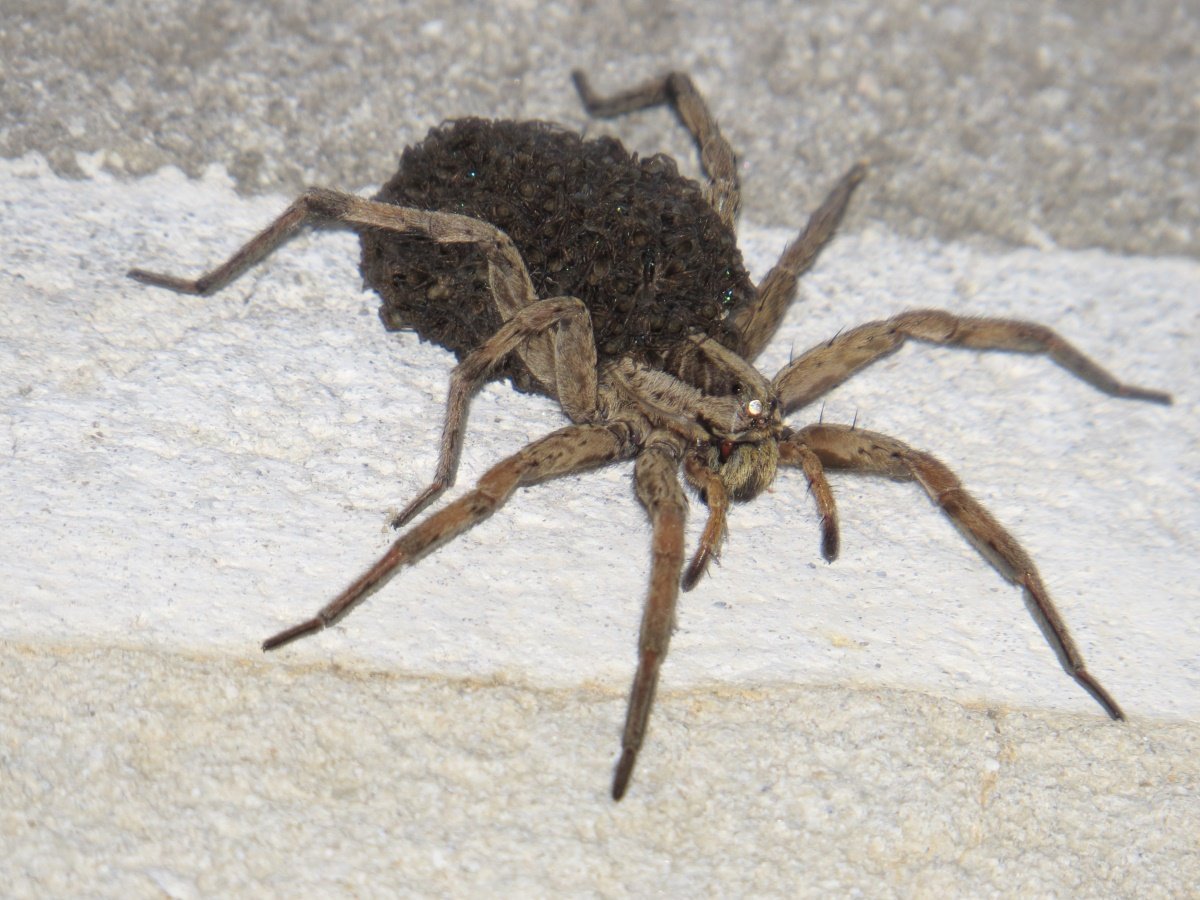 Паук волк с паучатами