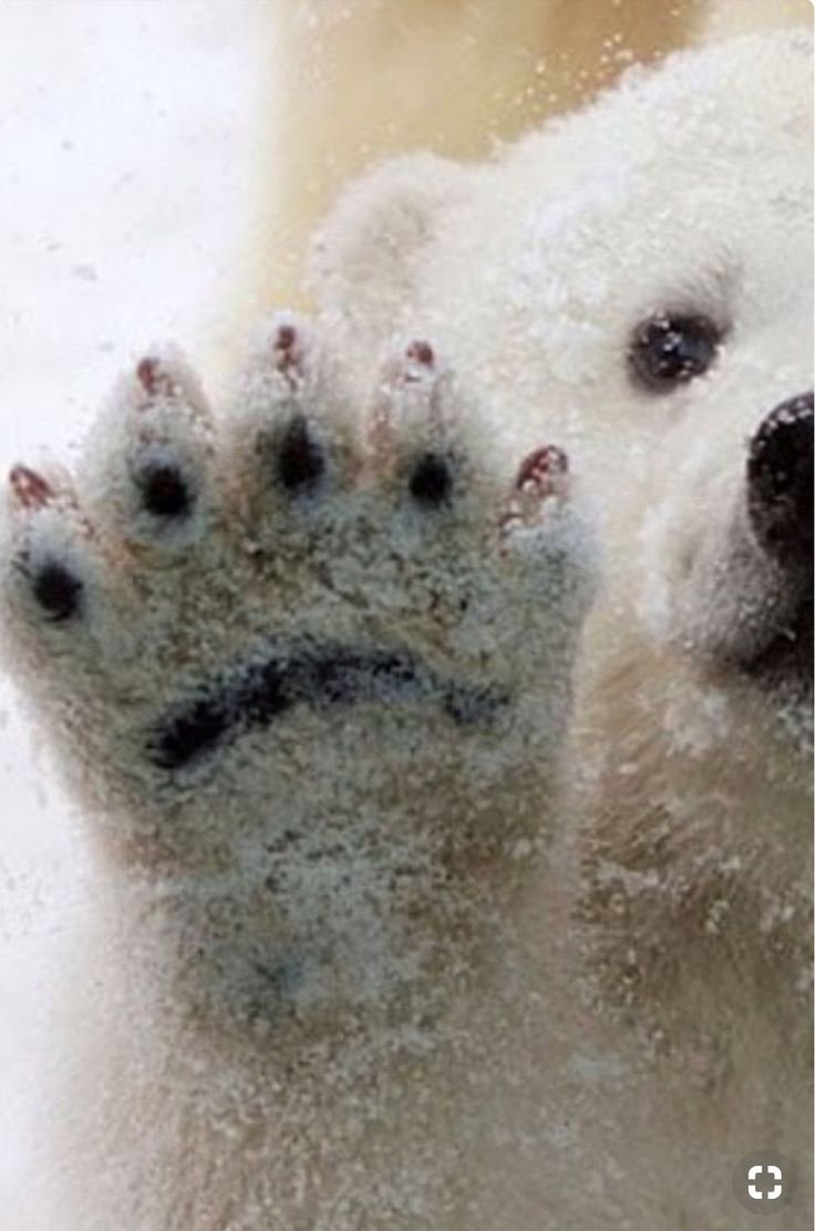 Перепонки на лапах белого медведя