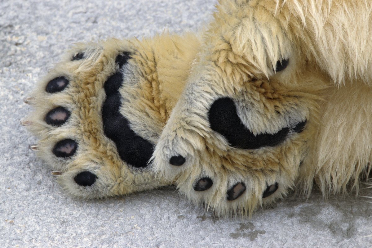 Лапы животных