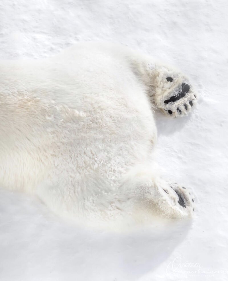 Хвост белого медведя