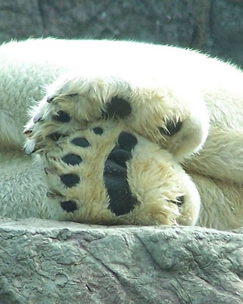 Лапа белого медведя