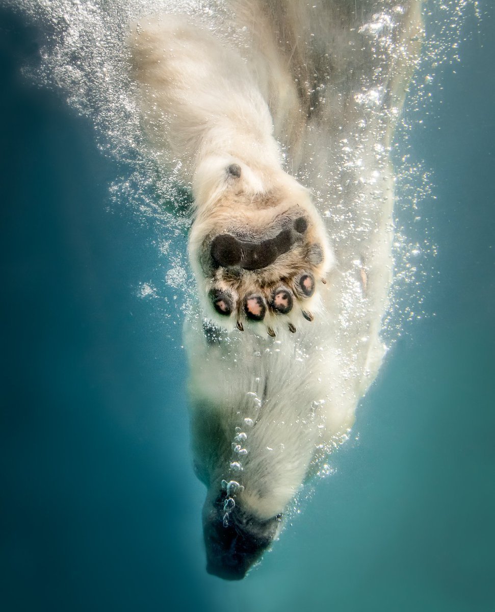 Лапа белого медведя