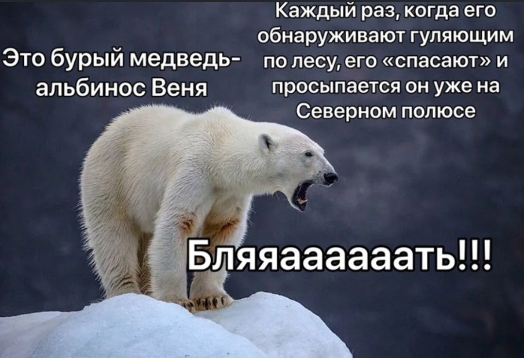Злой Полярный медведь