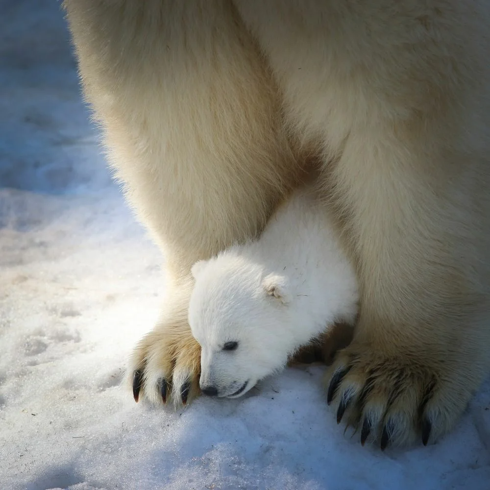 Лапа белого медведя