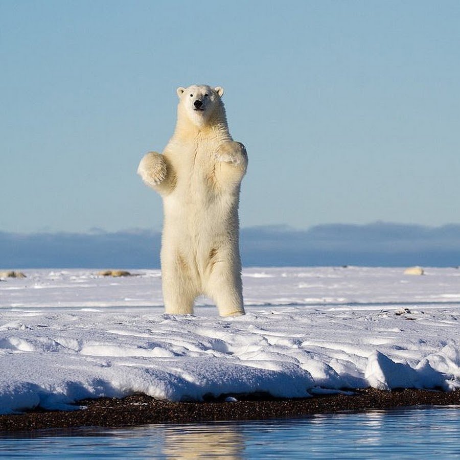 Белый медведь