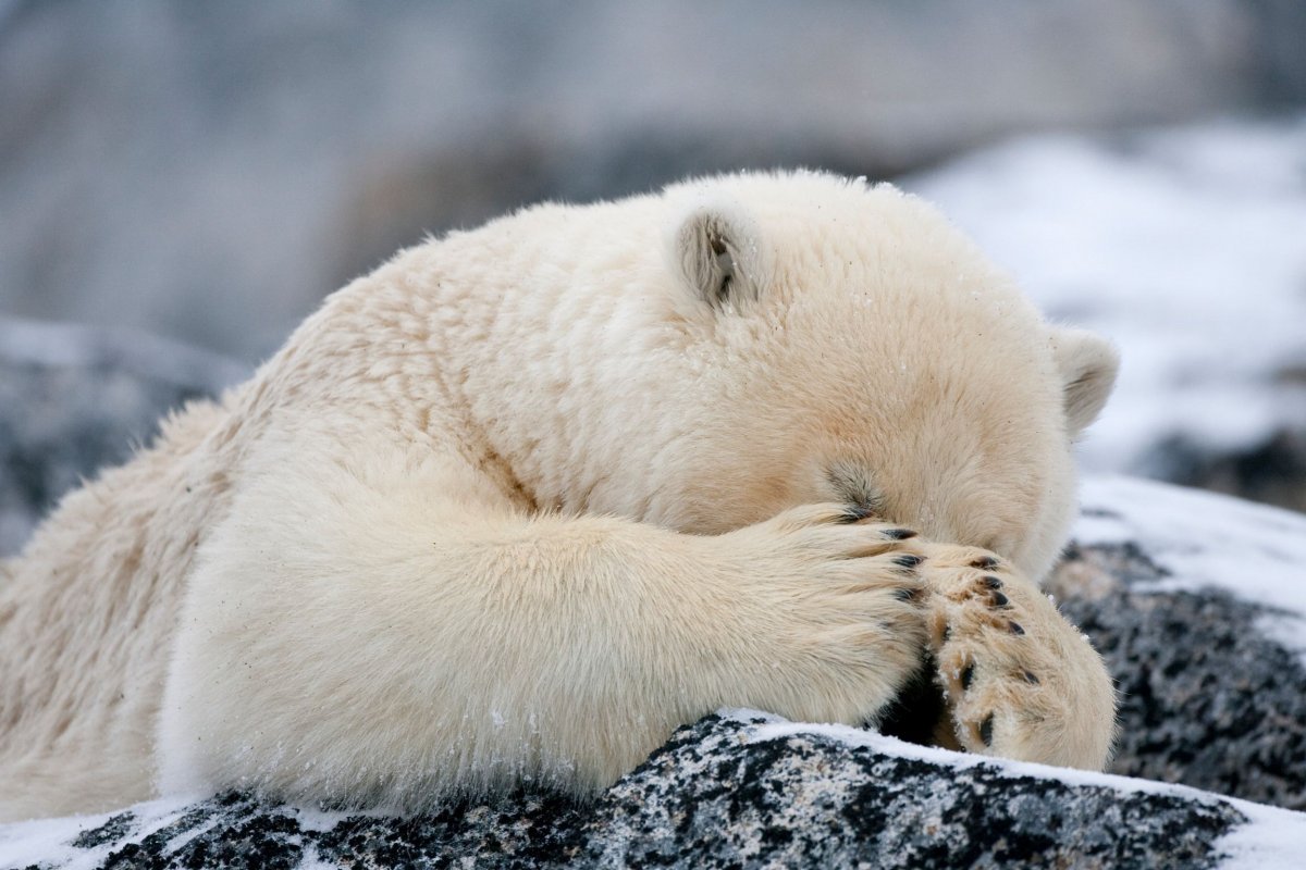 Белый медведь закрывает нос лапой