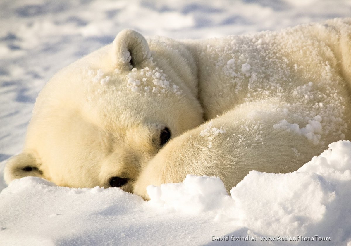 Белый медведь закрывает нос лапой