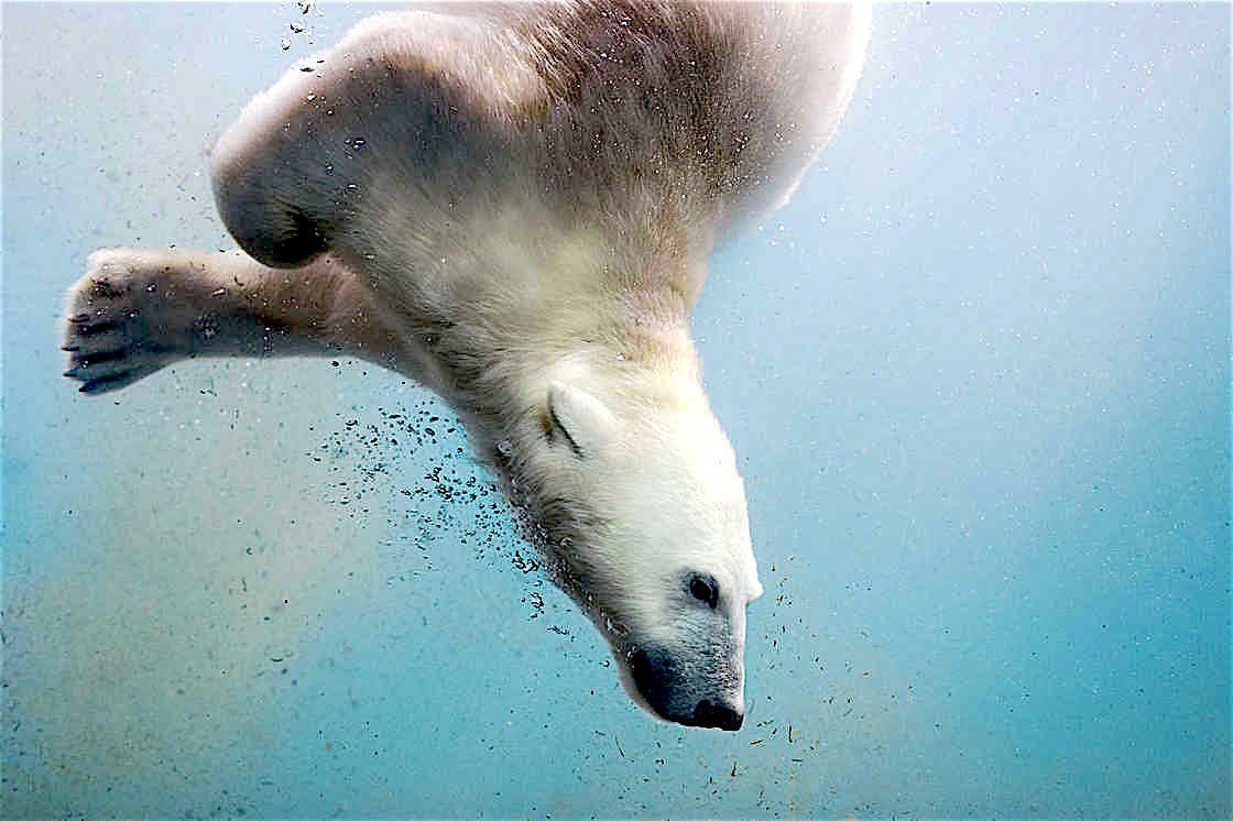 Белый медведь под водой