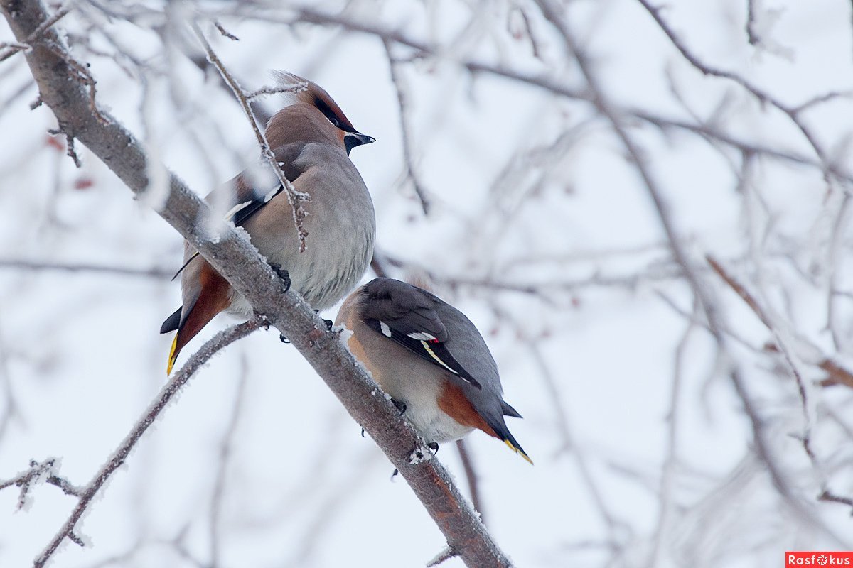 Снегирь свиристель Щур