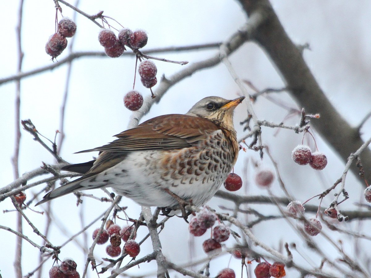 Дрозд рябинник в Татарстане