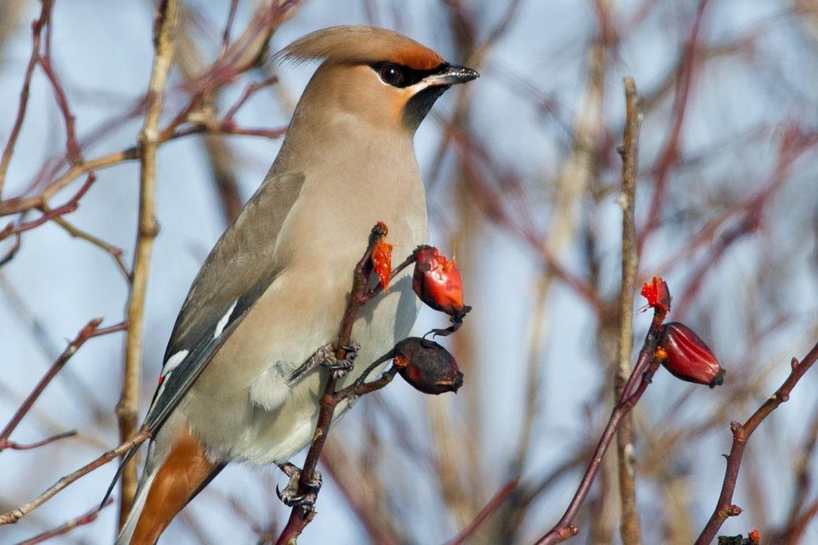 Стайные птицы