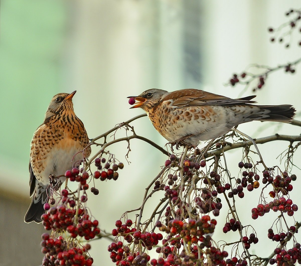Дрозд рябинник стая