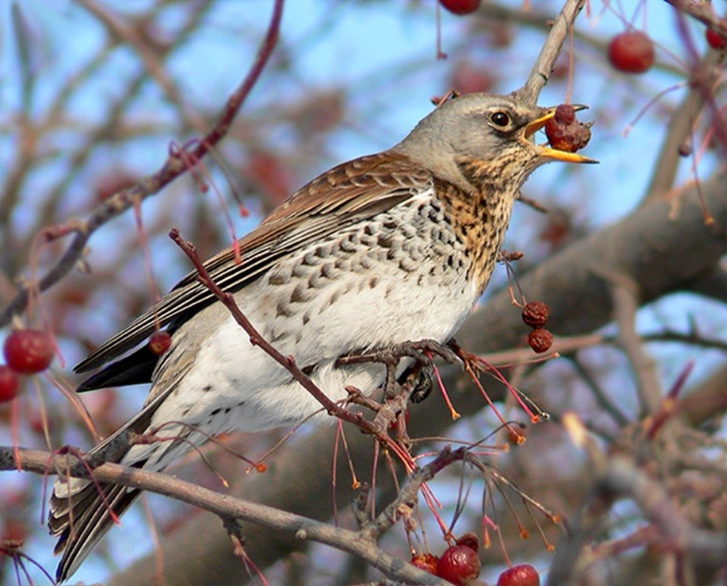 СВЕТЛОГРУДЫЙ Дрозд