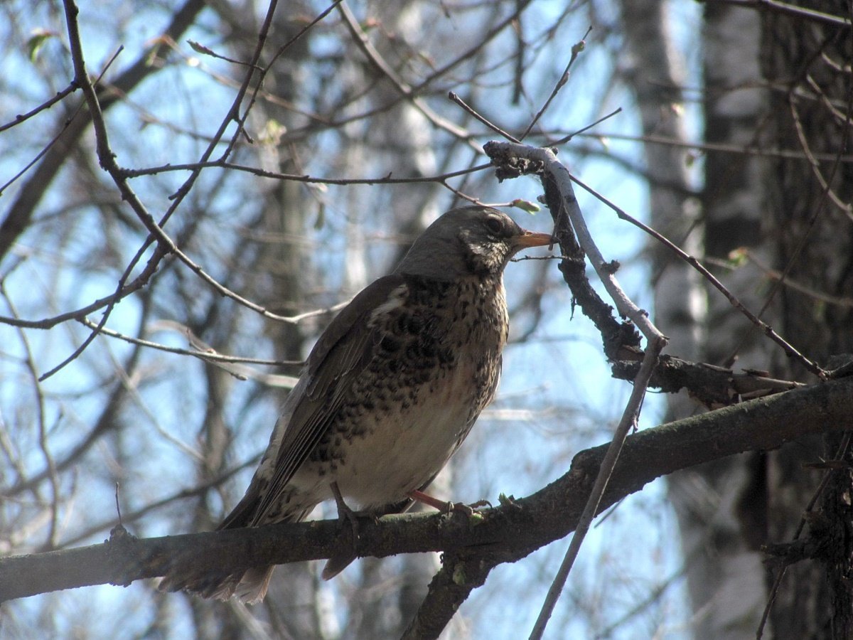 Дрозд рябинн к и пестрый
