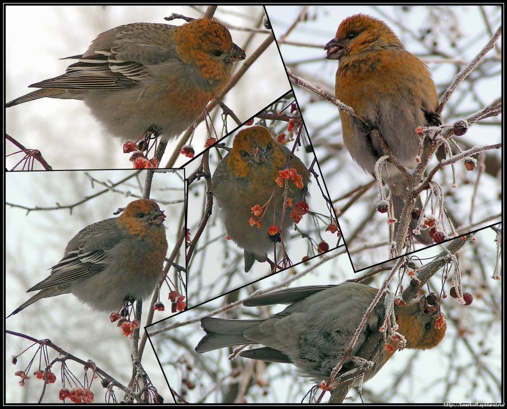 Зимние стайные птицы