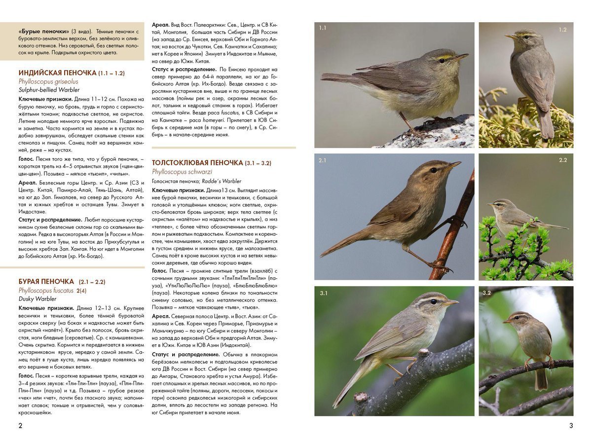 Птицы России фотоопределитель Коблик