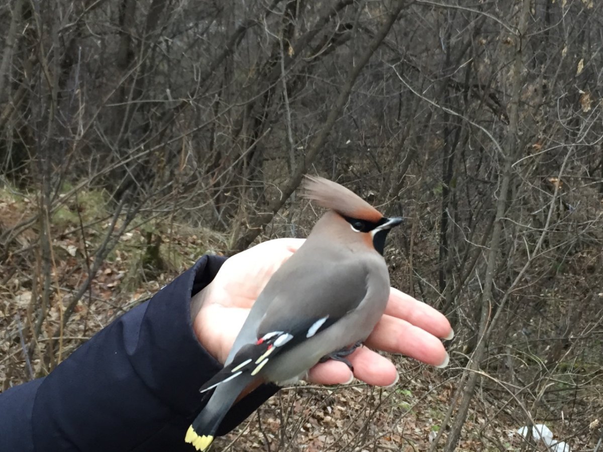 Птицы Кузбасса свиристели