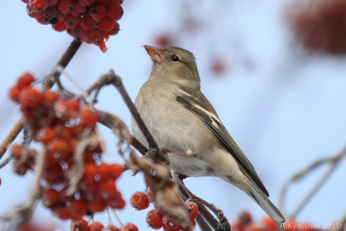 Зяблик зимующая птица