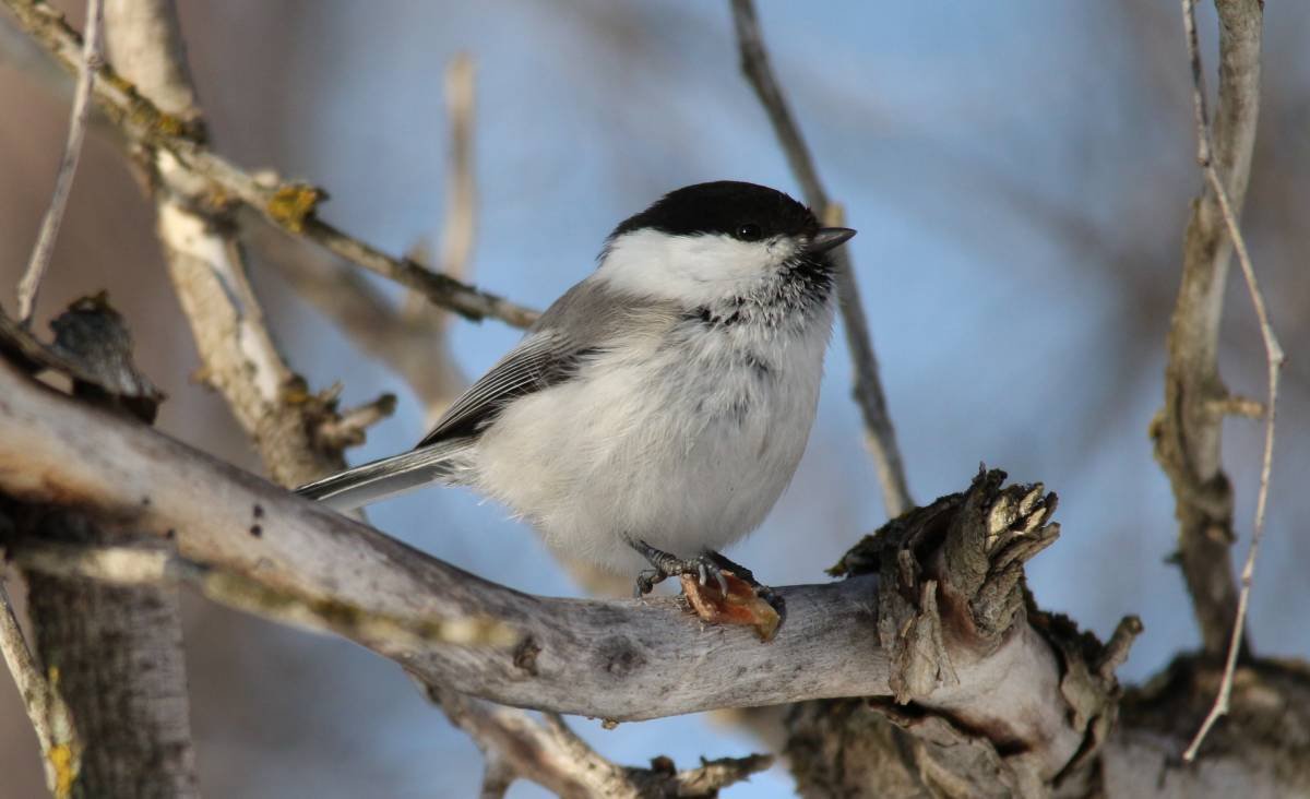 Средиземноморская большая гаичка