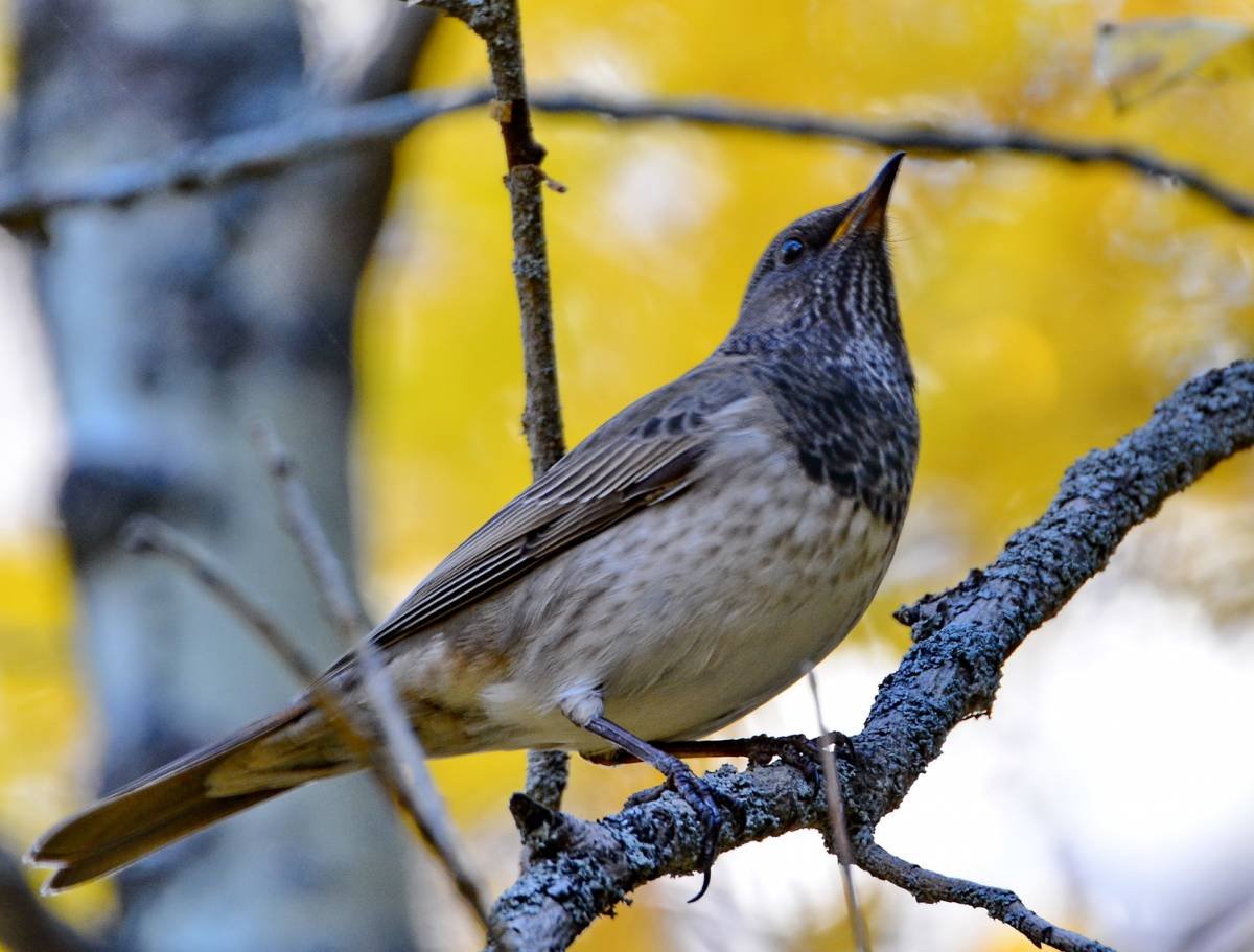 Чернозобый Дрозд
