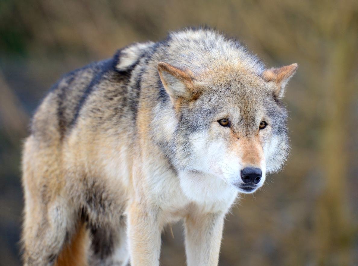 Волк евразии. Евразийский волк. Макензийский Равнинный волк. Волк серый обыкновенный.