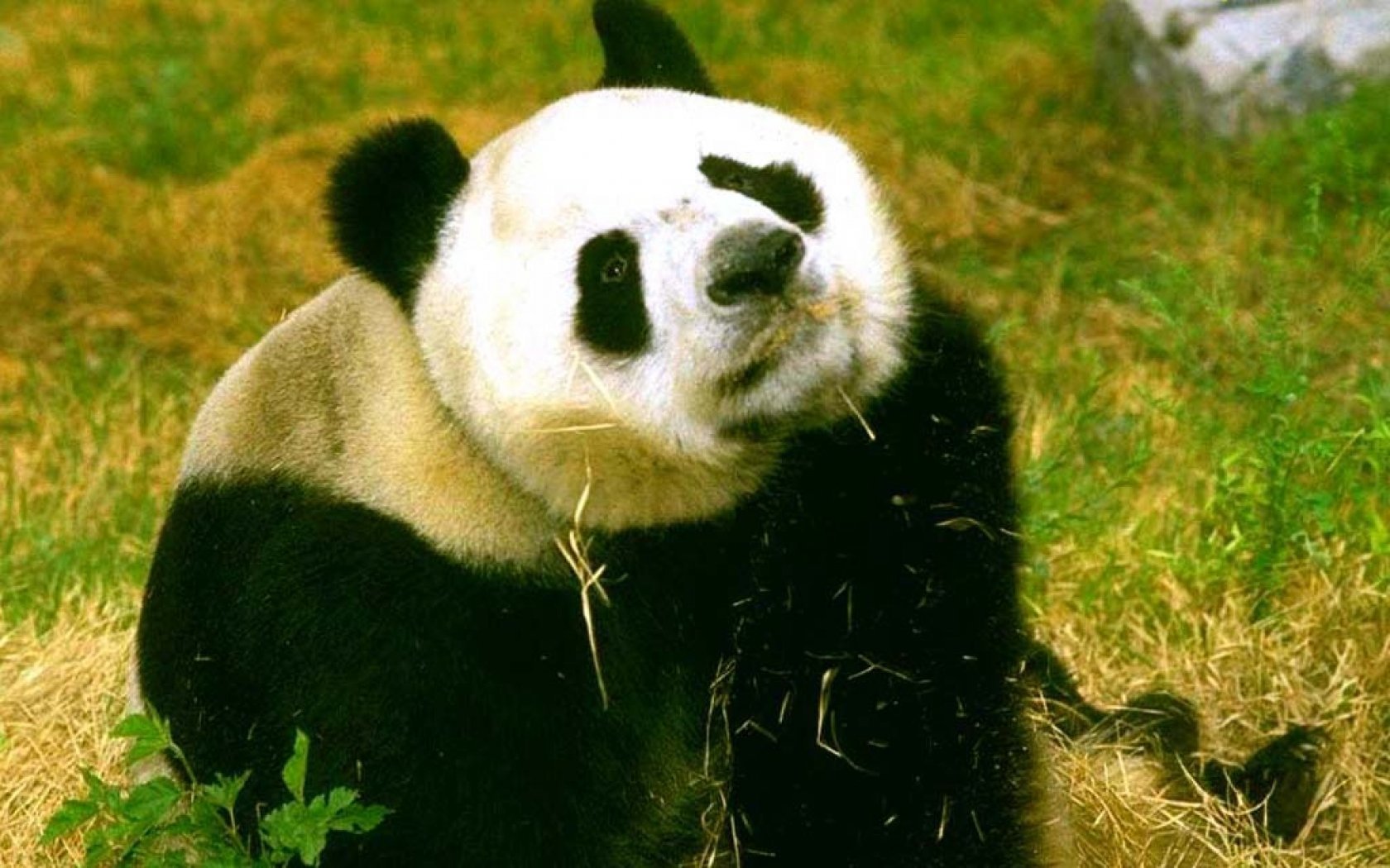 Северная евразия животный мир. Животные Евразии. Панда. Животные Евразии Панда. Панда фото.