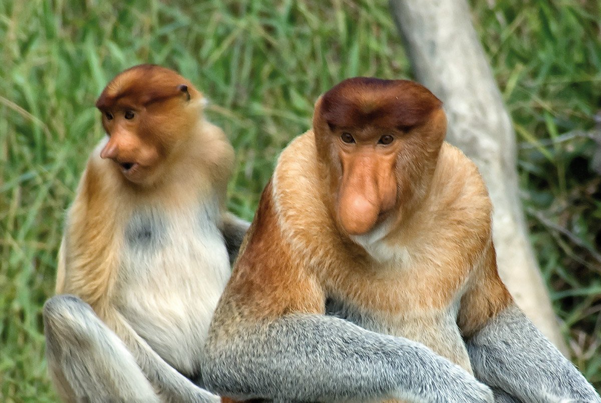 Обезьяна носач самец