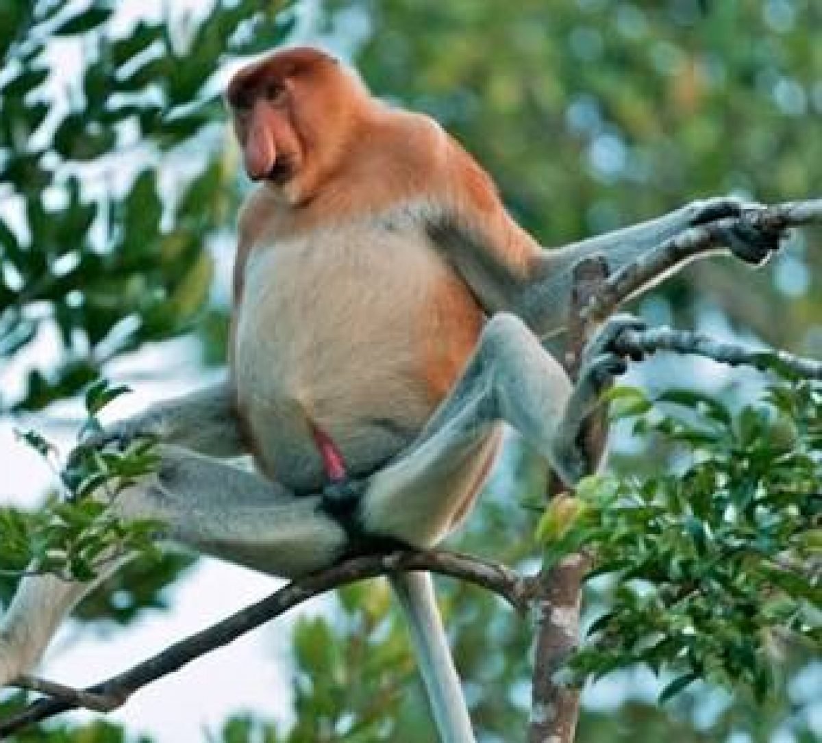 Картинки обезьяна носач самка и самец